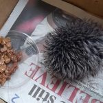 Animal lover cared for hat bobble all night thinking it was a sick baby hedgehog