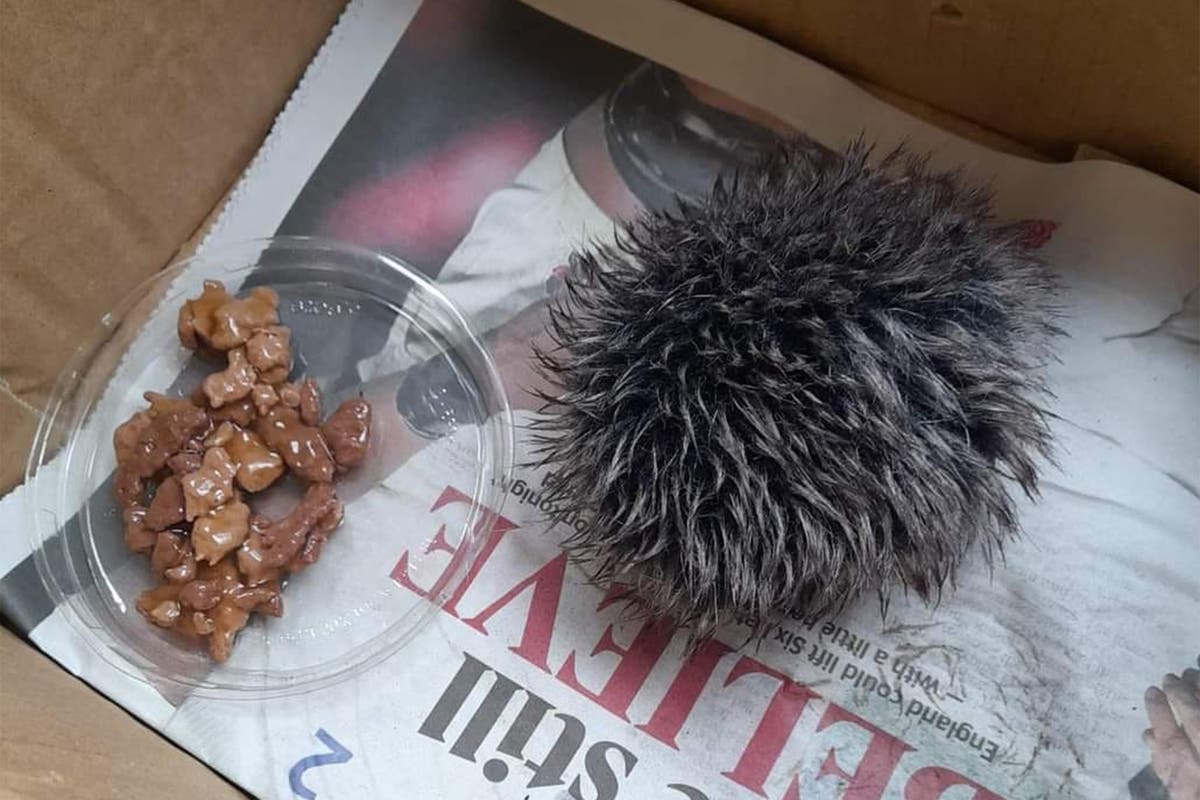 Animal lover cared for hat bobble all night thinking it was a sick baby hedgehog