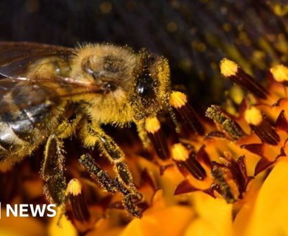 Bee-harming pesticide use 'makes a mockery' of ban