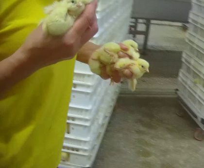 Chicks killed, crushed and trodden on at award-winning hatchery, disturbing video appears to show