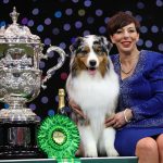 Crufts 2024: Australian shepherd named Viking crowned Best in Show