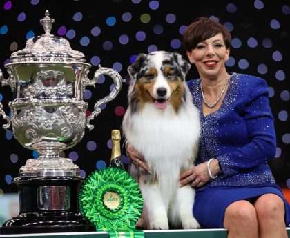 Crufts 2024: Australian shepherd named Viking crowned Best in Show