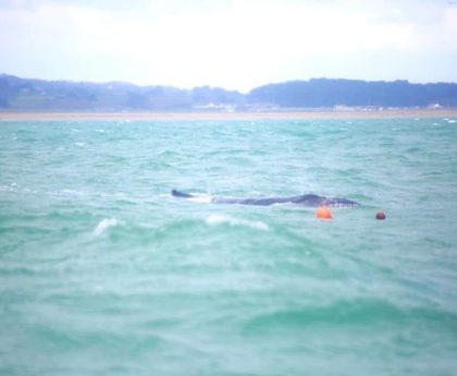 Entangled humpback whale caught in fishing rope dramatically freed by lifeboat volunteers