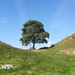 Felled tree to go on public display at The Sill