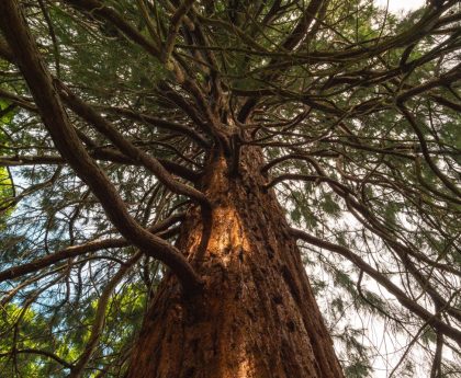 Giant sequoias thriving in UK and could grow as tall as California’s, study finds