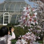 Kew Gardens: New display showcases the sound of blossom