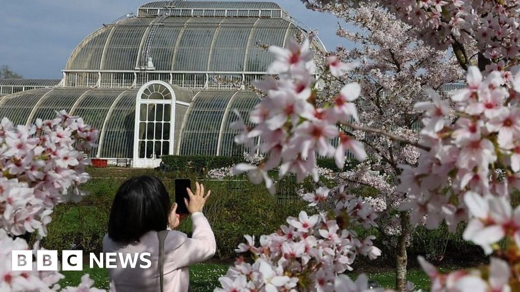 Kew Gardens: New display showcases the sound of blossom