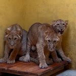 Lions from war-torn Ukraine arrive at Yorkshire Wildlife Park to start new life