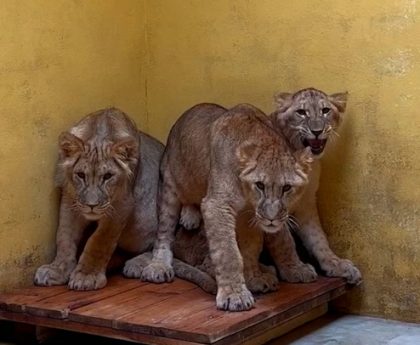 Lions from war-torn Ukraine arrive at Yorkshire Wildlife Park to start new life