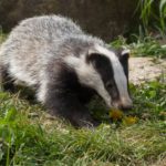 Plan to step up badger cull prompts fresh row between ministers and wildlife defenders