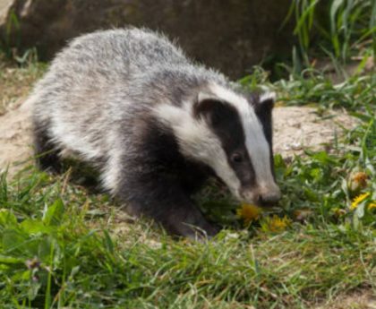 Plan to step up badger cull prompts fresh row between ministers and wildlife defenders