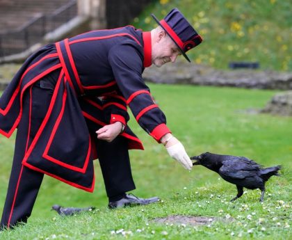 Ravenmaster Barney Chandler has just started ‘the most important job in England’