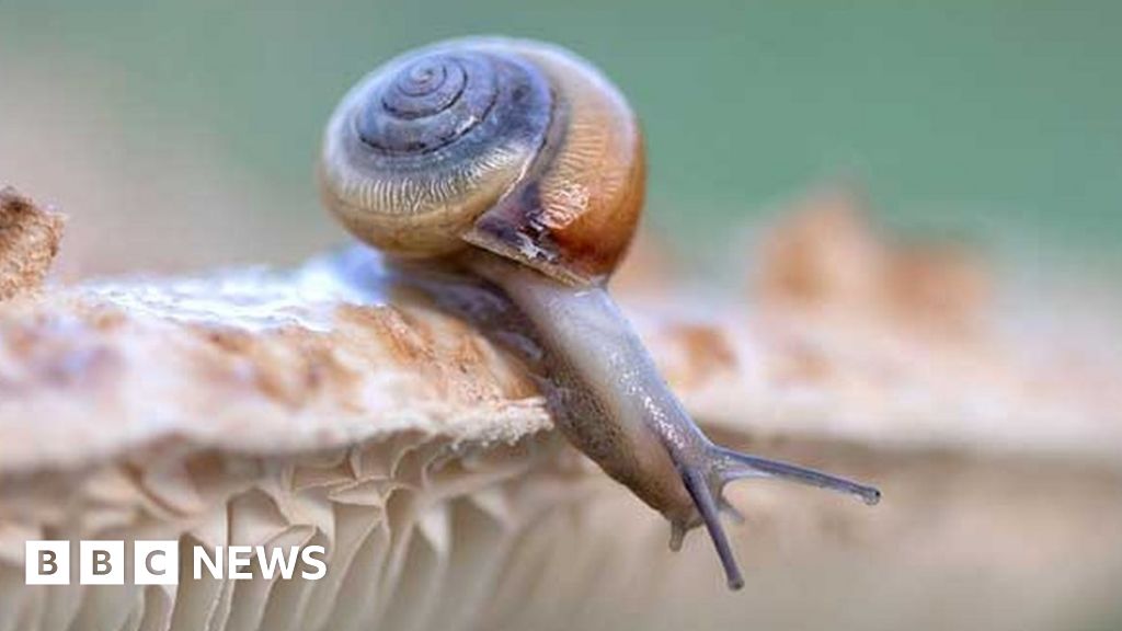 Slugs and snails to get 'image makeover'