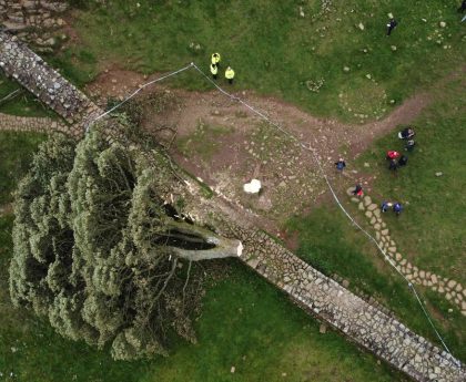 Sycamore Gap tree given new life at top-secret lab