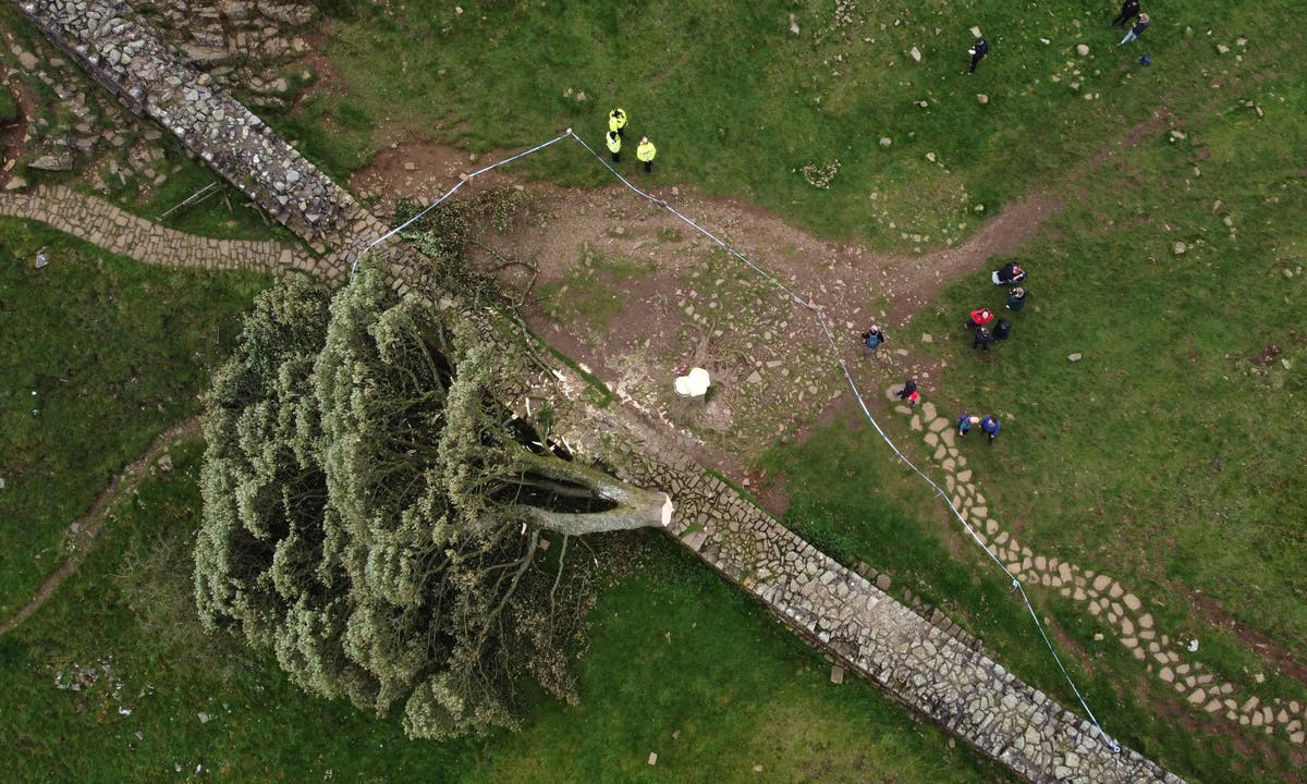 Sycamore Gap tree given new life at top-secret lab