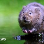 Water voles to benefit from £25m landscapes scheme