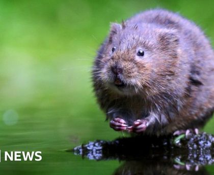 Water voles to benefit from £25m landscapes scheme