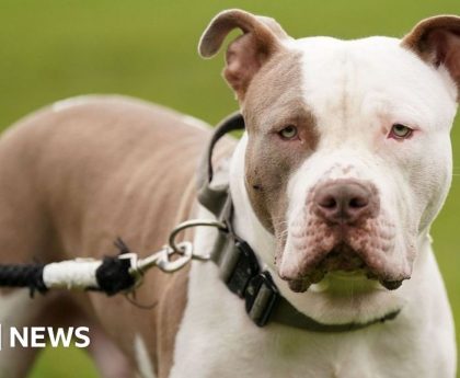 XL bully dog ownership to be restricted