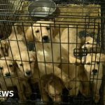 Airbnb cottage near Inverness trashed by puppy seller