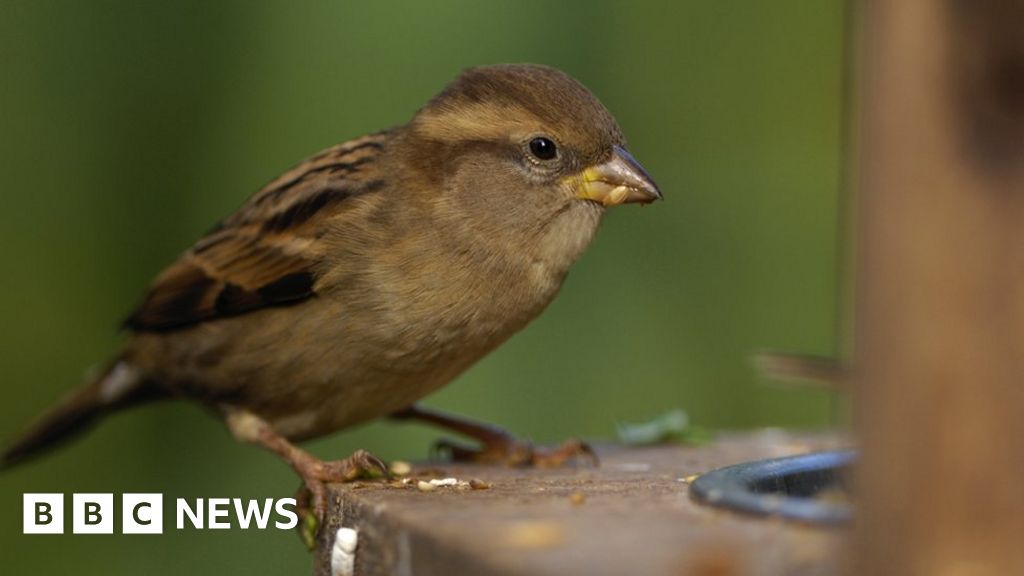 RSPB Birdwatch 2024: Fewer wild birds visiting UK gardens