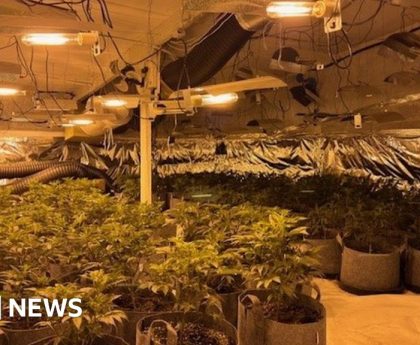 Rathfriland: Man arrested over suspected cannabis factory