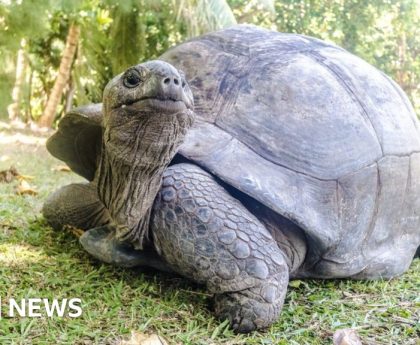 Seven giant tortoises found dead in woodland near Exeter