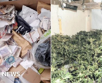 Fake Hull estate agent cannabis growing gang jailed