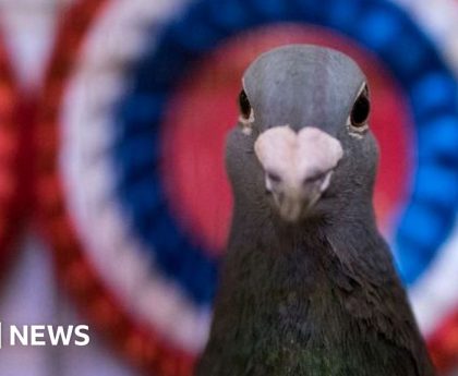 King's pigeons bought by pigeon-racing opponents