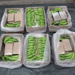 Largest ever class A drugs haul found hidden in bananas at UK port