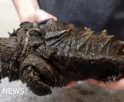 Meet Fluffy the alligator snapping turtle found in Urswick Tarn, Cumbria