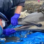 Stranded dolphin helped back out to sea