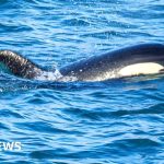 Video shows orca learning to hunt birds off Orkney