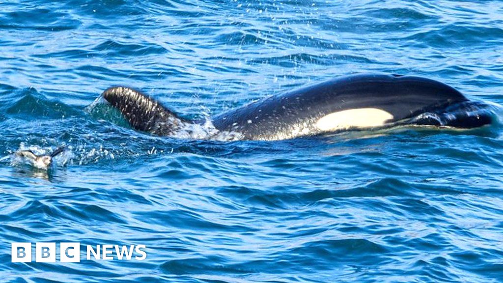 Video shows orca learning to hunt birds off Orkney