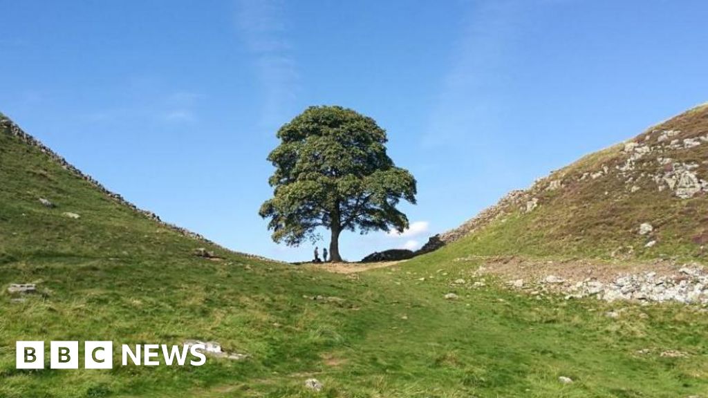 Felled tree to go on public display at The Sill