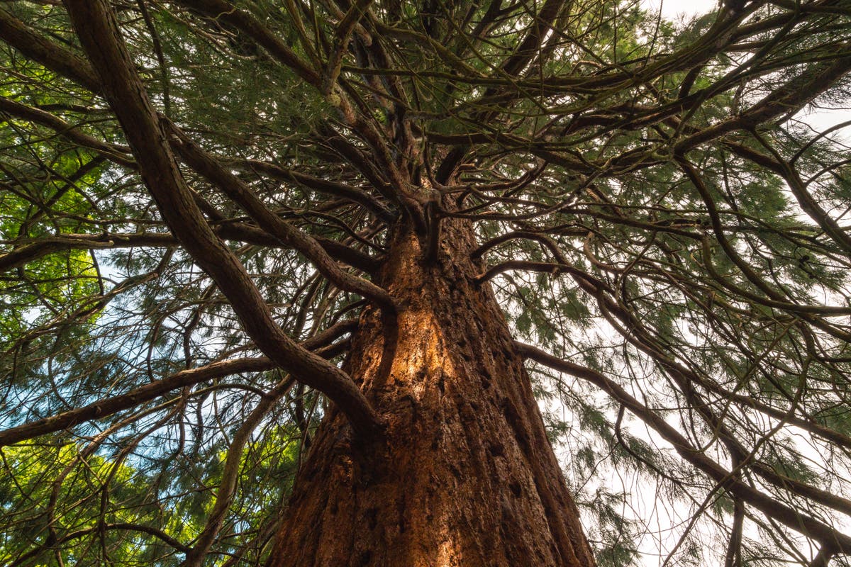 Giant sequoias thriving in UK and could grow as tall as California’s, study finds