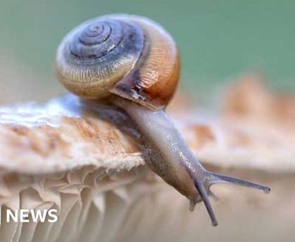 Slugs and snails to get 'image makeover'