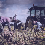 Migrant fruit pickers saddled with debts of up to £5,500 to come to UK through government scheme, report finds